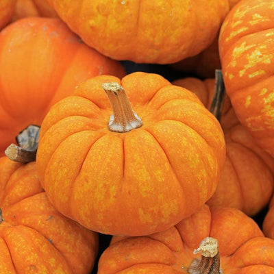Pumpkin Seed Oil