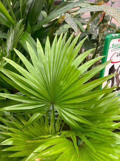 Saw Palmetto